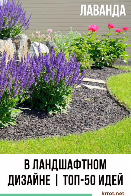 La lavande dans l'aménagement paysager