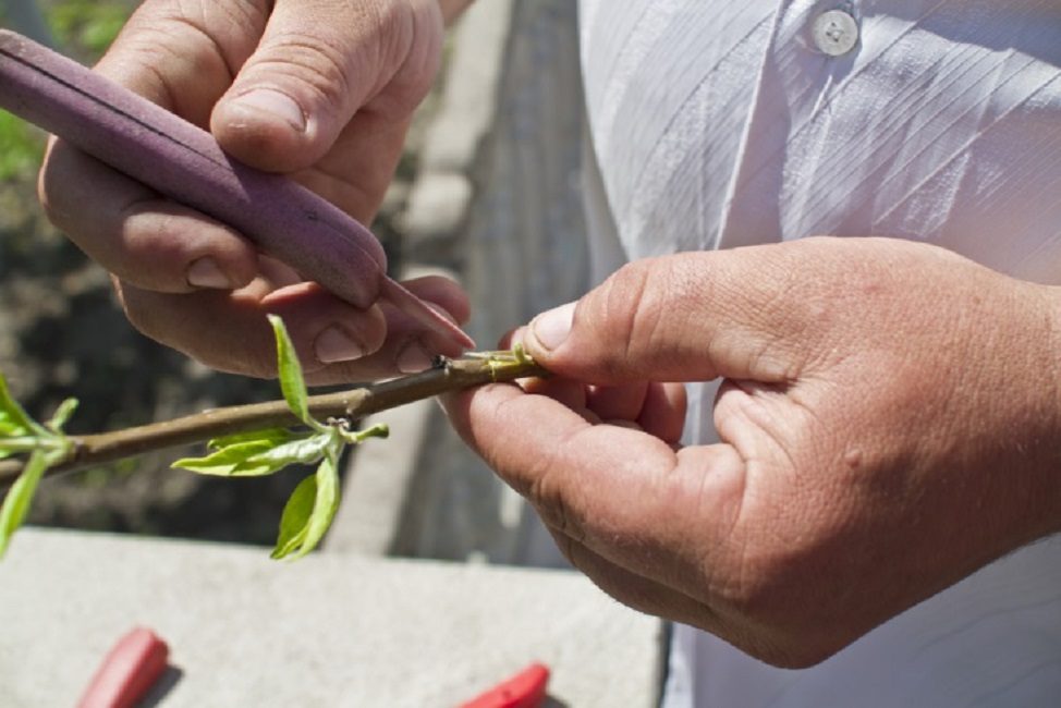 Les étiquettes sur les boutures aideront à ne pas se confondre avec le type et la variété de la plante