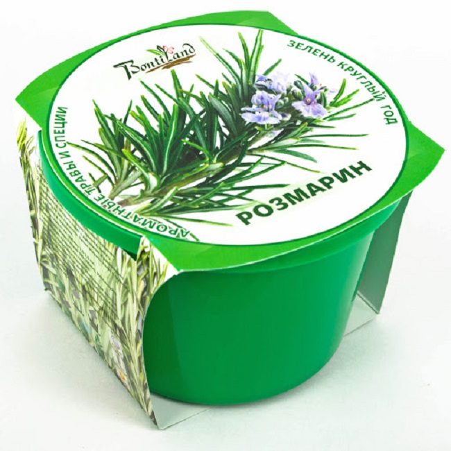 Vous pouvez faire pousser du romarin à partir de gobelets achetés en magasin et vendus dans les centres de jardinage.