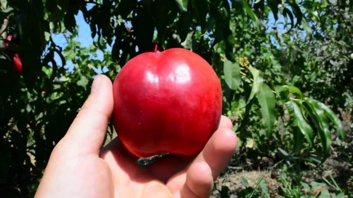 sature les articulations en oligo-éléments essentiels