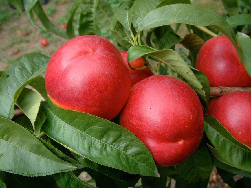 Nectarine