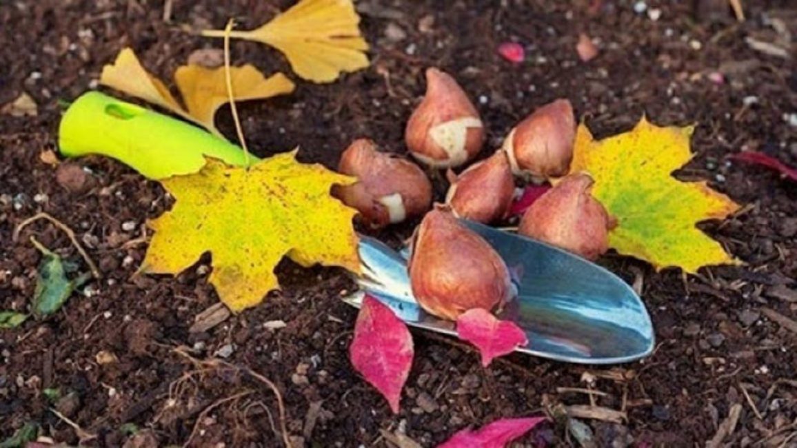 Vous devez planter des bulbes sains et grands pour obtenir des fleurs luxueuses.