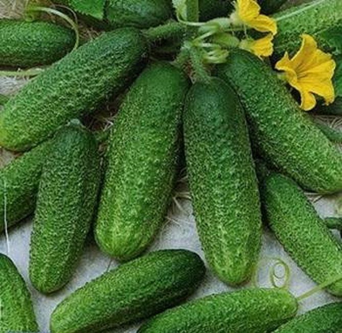 Concombre Kids sur la branche F1