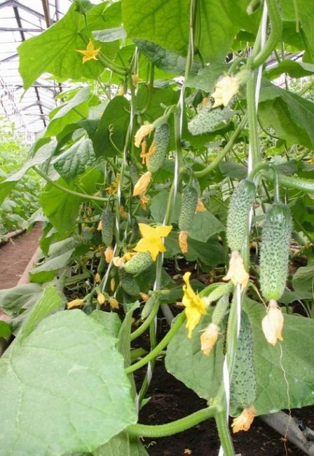 Concombre F1 Alphabet