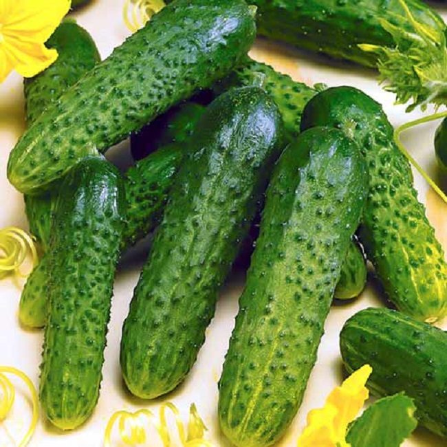 Concombre roi du jardin F1