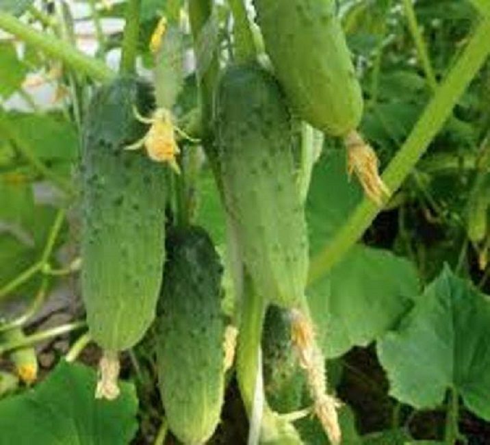 Concombre Junior Lieutenant F1