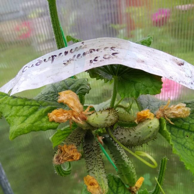 Concombre Siberian Express F1