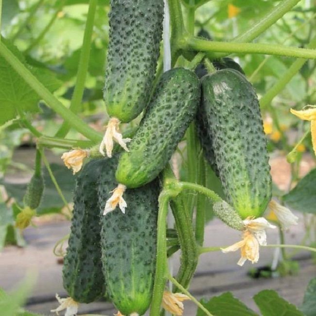 Concombre Belle-mère F1