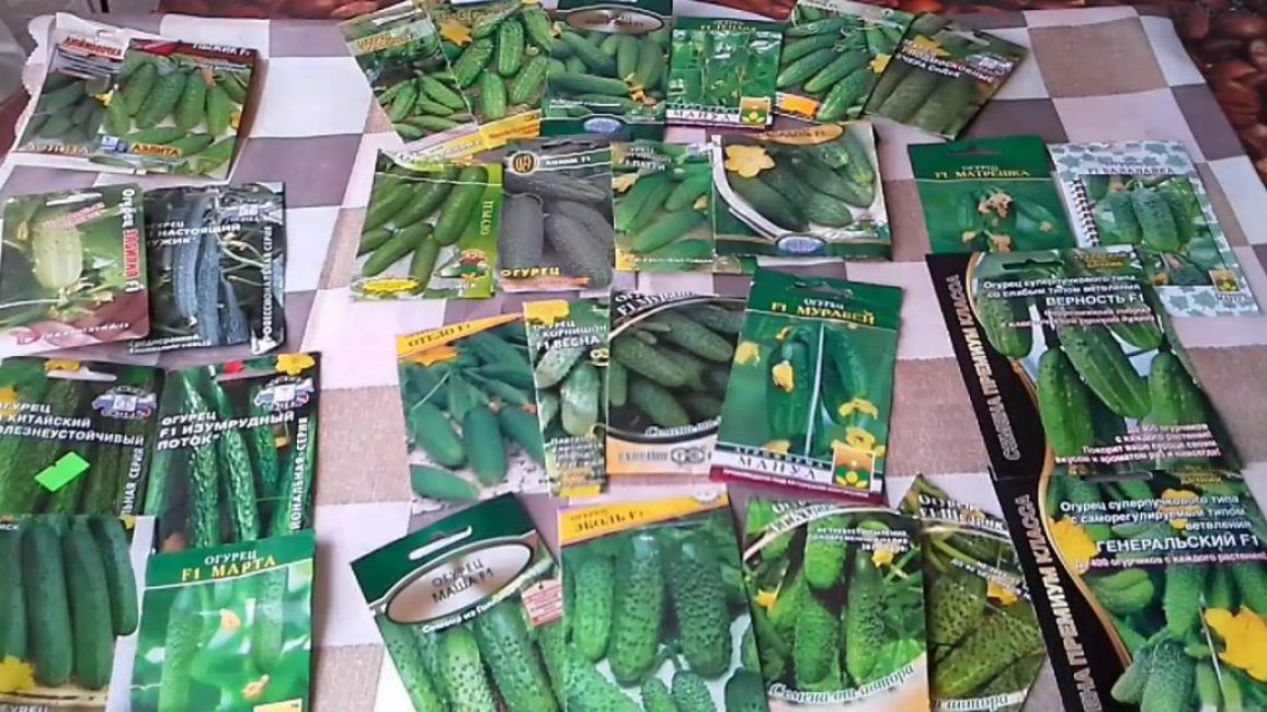 Concombres de variétés en grappes