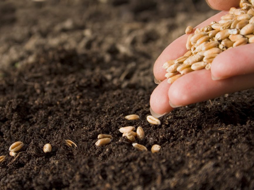 L'automne est le moment idéal pour renouveler votre ancienne pelouse.