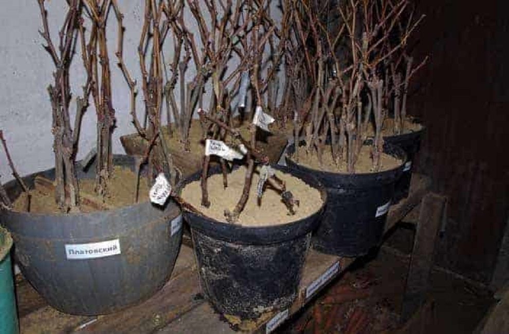 Caractéristiques du stockage des boutures de raisin dans la cave jusqu'au printemps