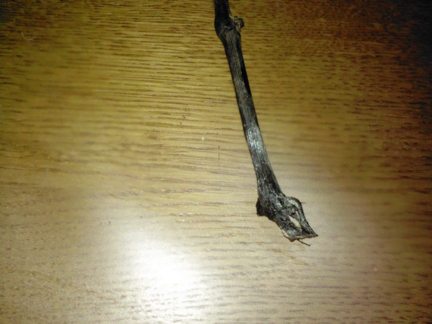 Moisissure sur vigne