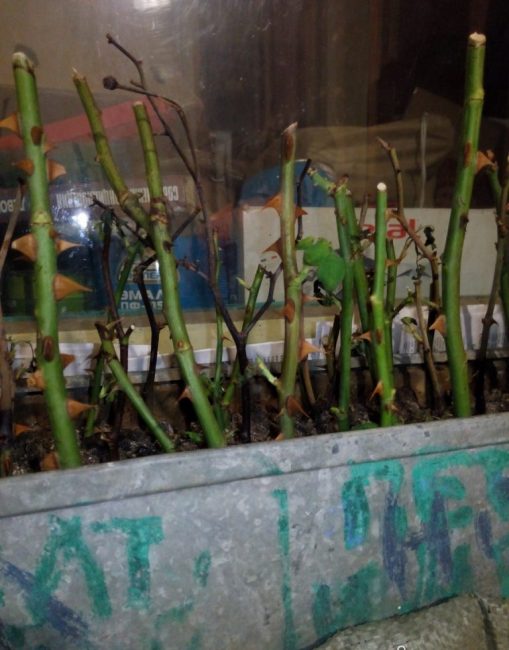 Pourquoi les boutures de roses meurent-elles?