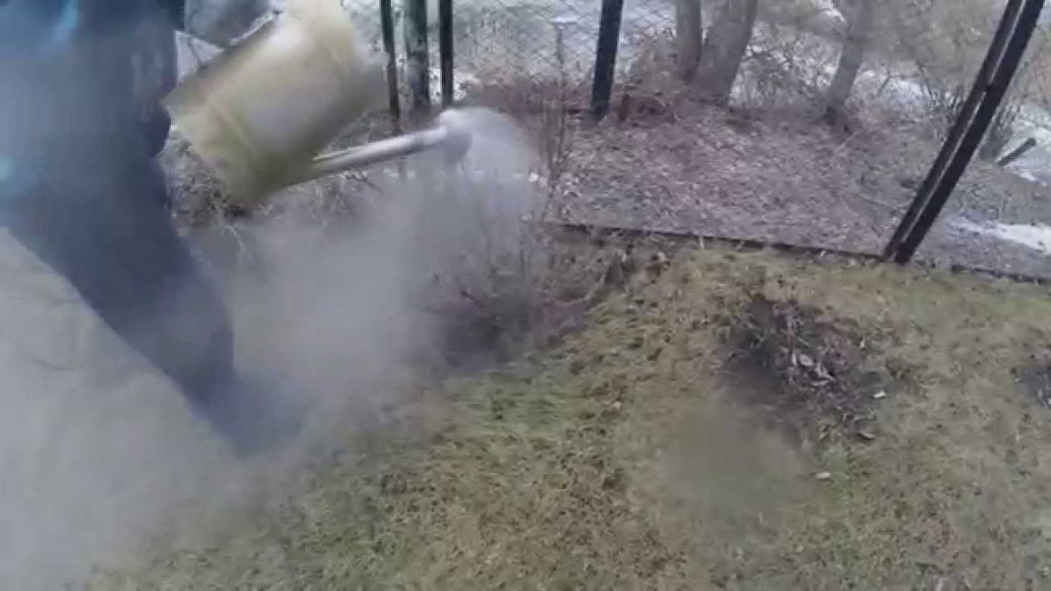 Arrosage avec de l'eau bouillante de pissenlits