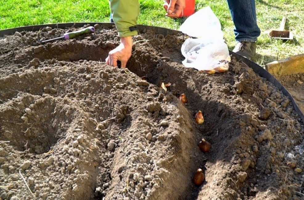 planter des tulipes