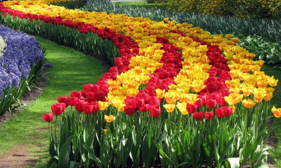 Plantation d'automne appropriée - les couleurs uniques des tulipes en fleurs au début du printemps