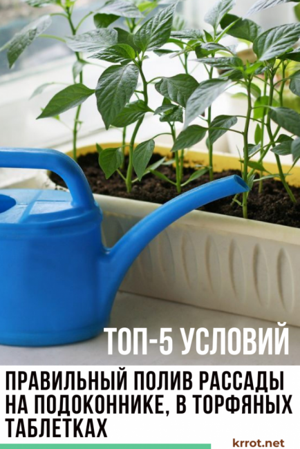 Arrosage correct des semis