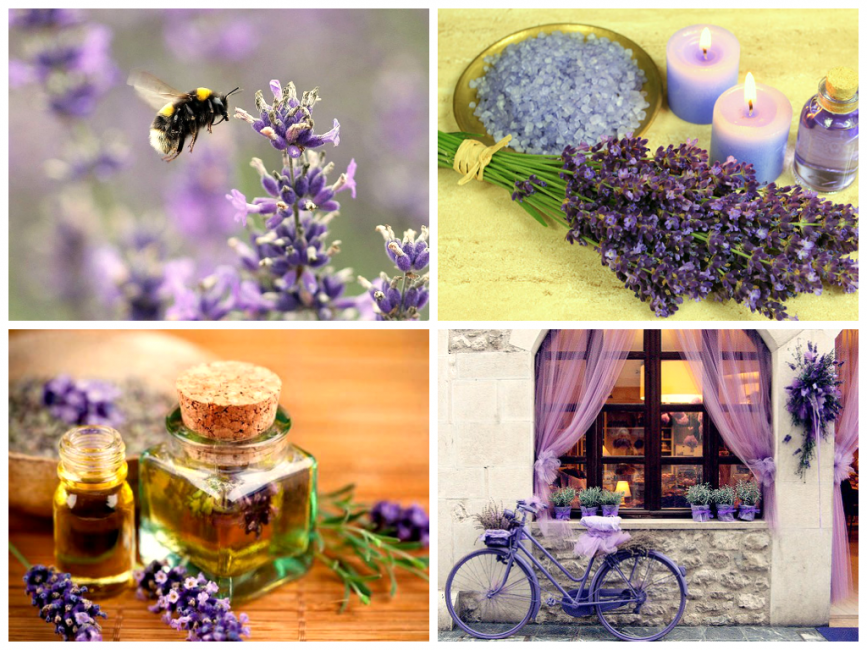 Application de lavande