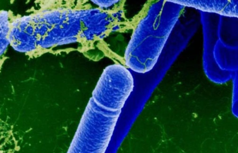 Les probiotiques sont importants pour la santé humaine