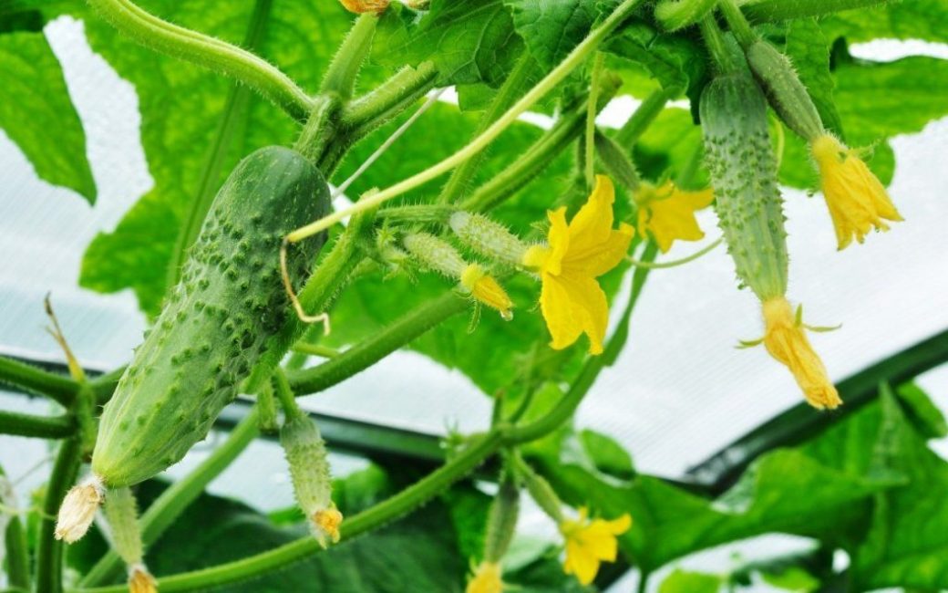 Concombres en grappe: comment faire pousser et obtenir une récolte abondante