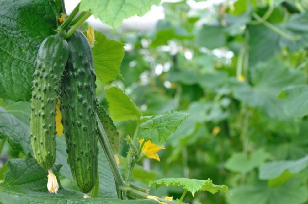 bouquet de concombres