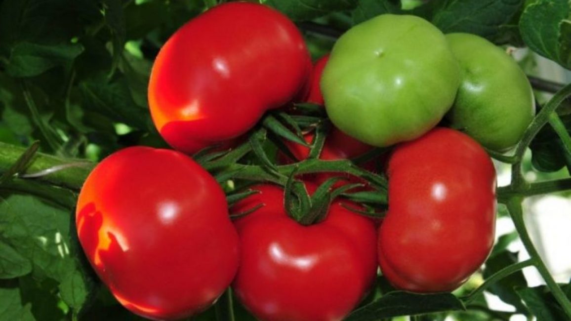 Variétés précoces de tomates