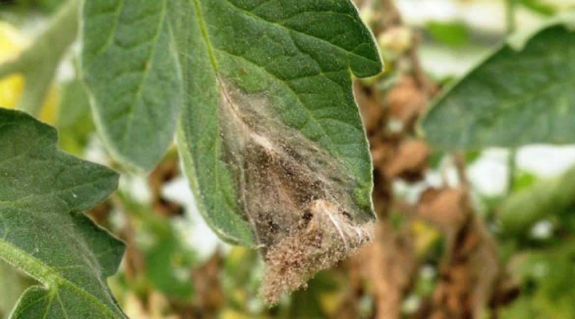 Stade précoce de la moisissure grise