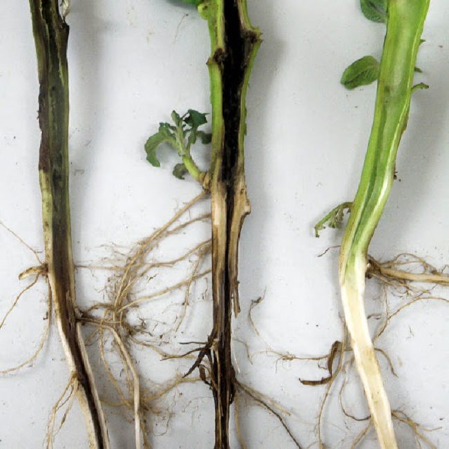 Semis touchés par la jambe noire