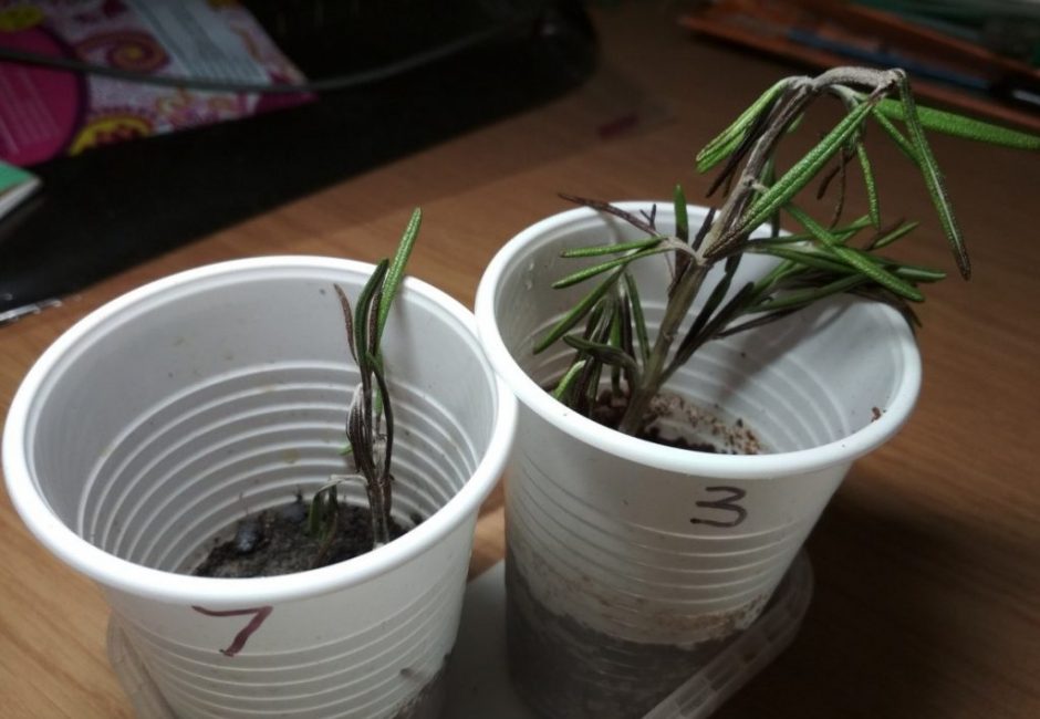 Multiplication du romarin par bouturage