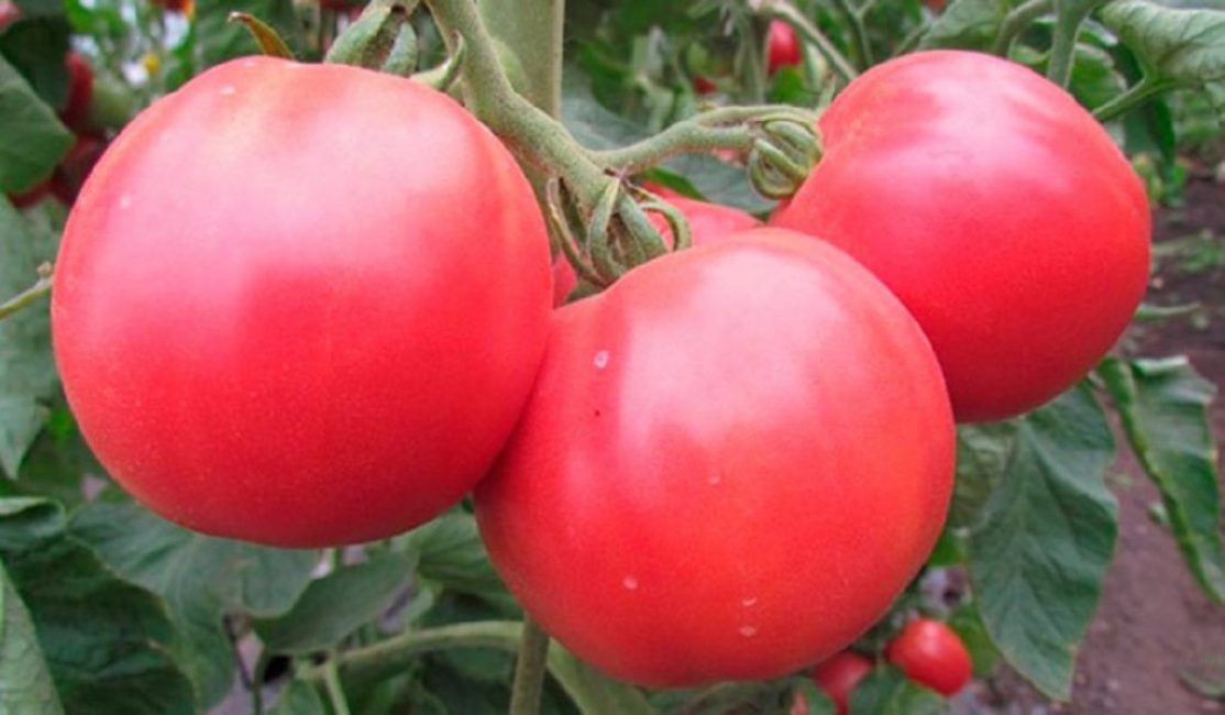 Flamant rose déterminé