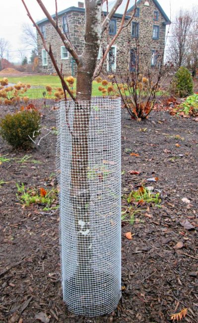 La maille est utilisée pour attacher les arbres pour l'hiver aux lièvres