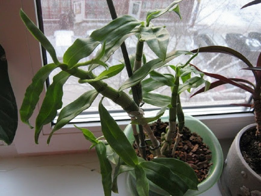 Feuilles de dendrobium tordues en raison d'un arrosage insuffisant