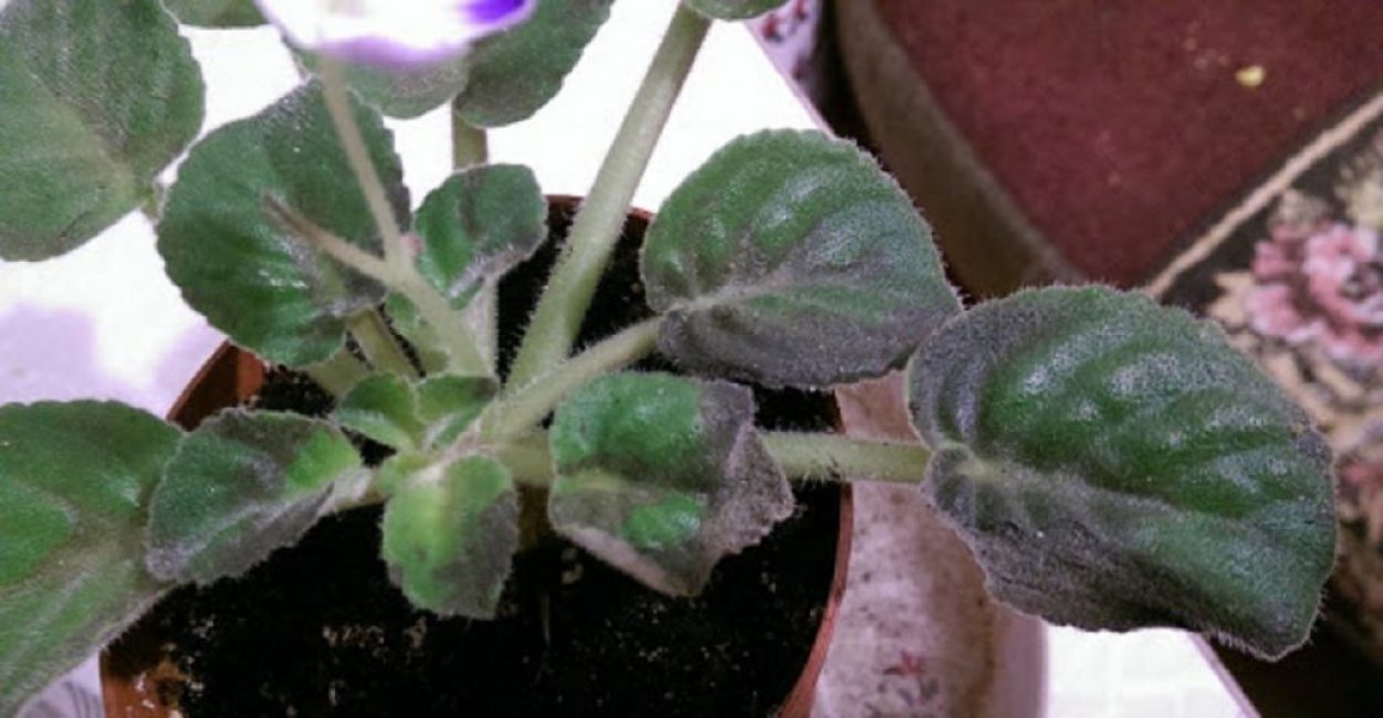 Feuilles tordues sur les Saintpaulias d'intérieur