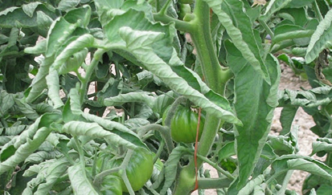 Feuilles tordues sur les jeunes tomates avec un excès d'engrais potassiques