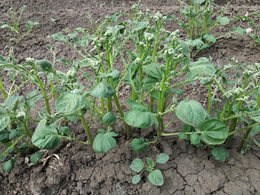 Boucler les feuilles de pomme de terre