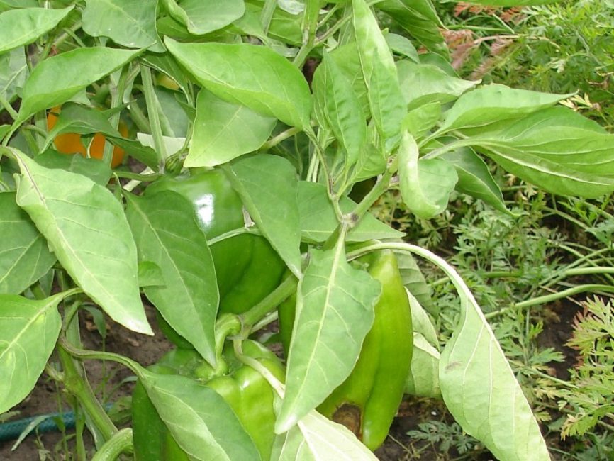Enroulement des feuilles de poivron en raison de la température élevée