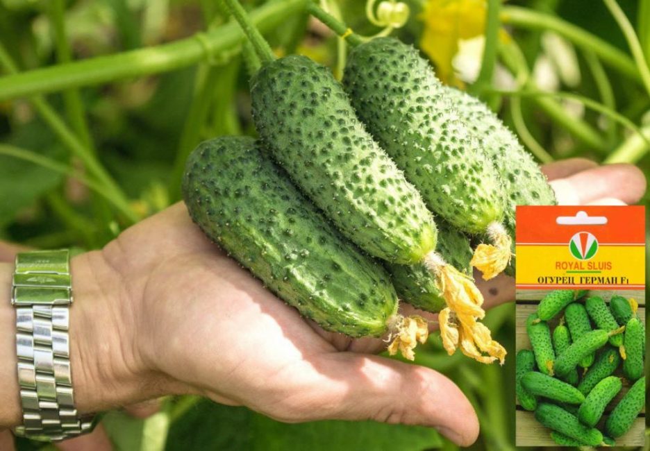 Variété de concombre Herman f1