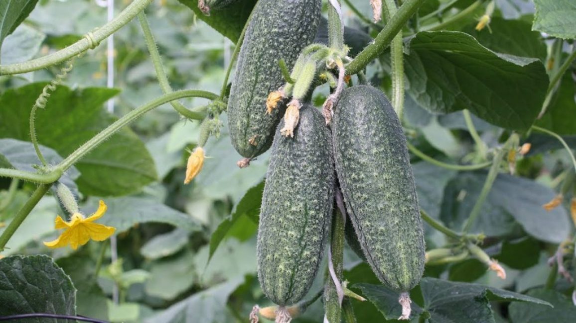 Variété de concombre Splendeur du faisceau