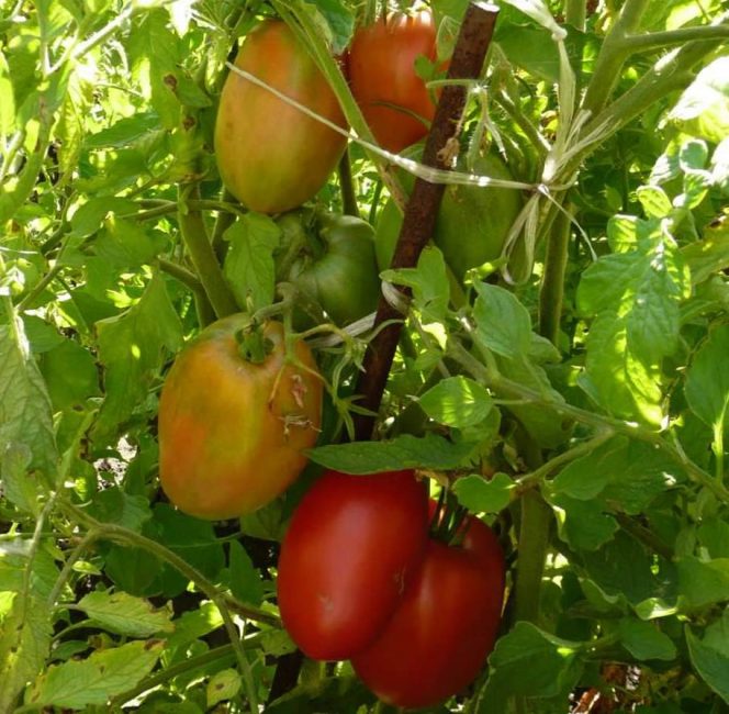 Variété de tomate mi-précoce