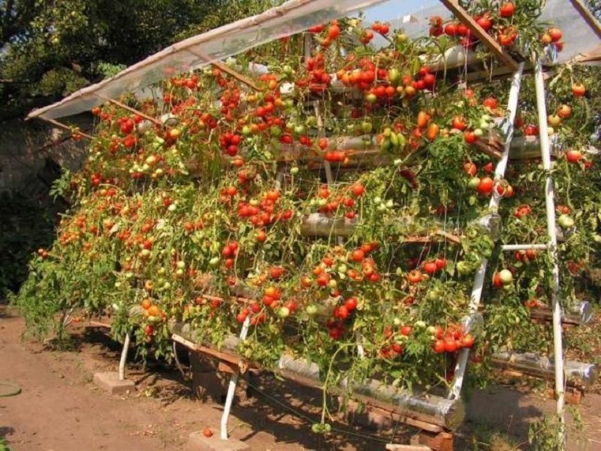 Rack dans le jardin pour la culture de tomates ampelous