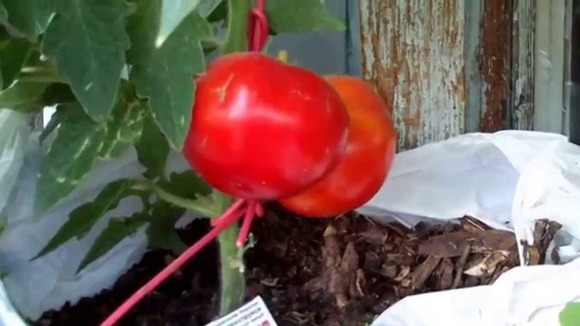 Variété superdéterminante