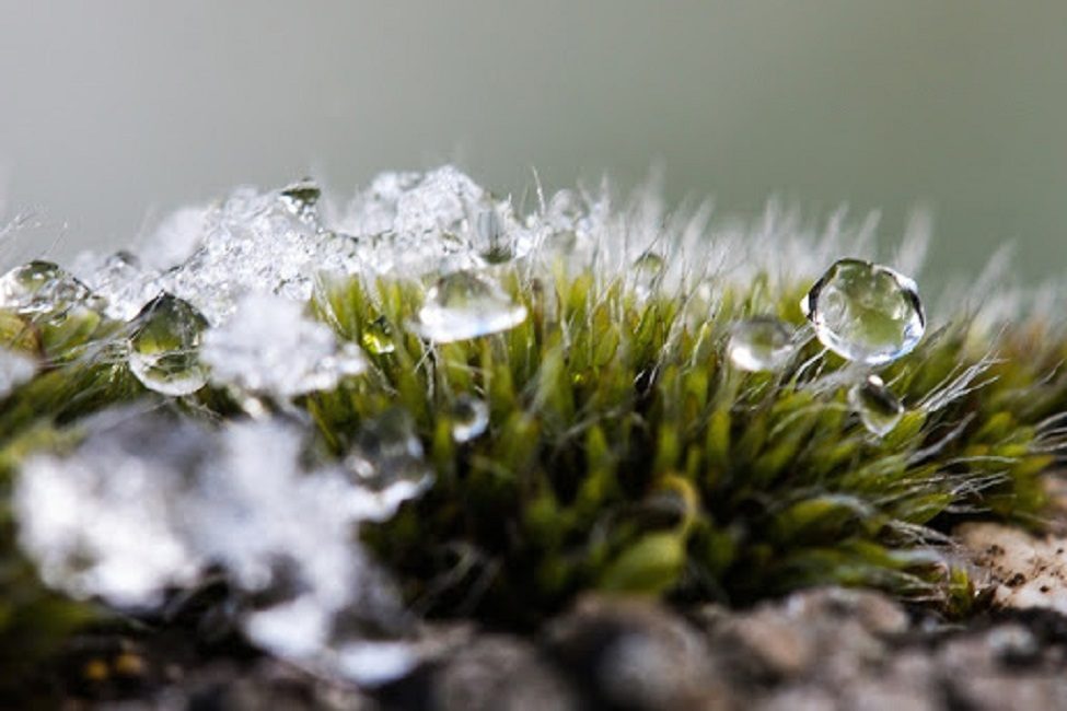 L'eau de fonte se distingue par sa structure et a un effet bénéfique sur la croissance des semis