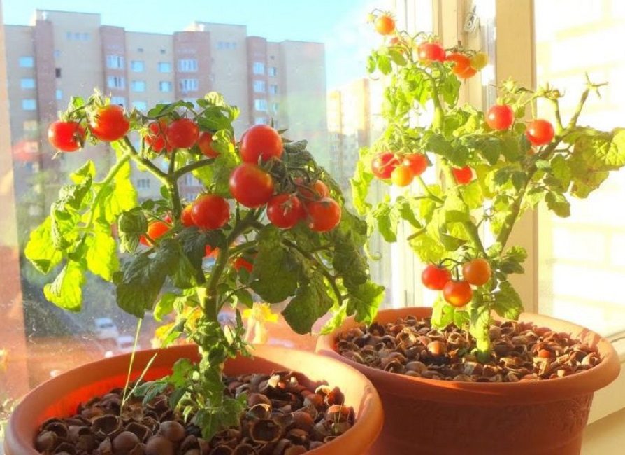Conteneur pour tomates ampelées de variétés productives
