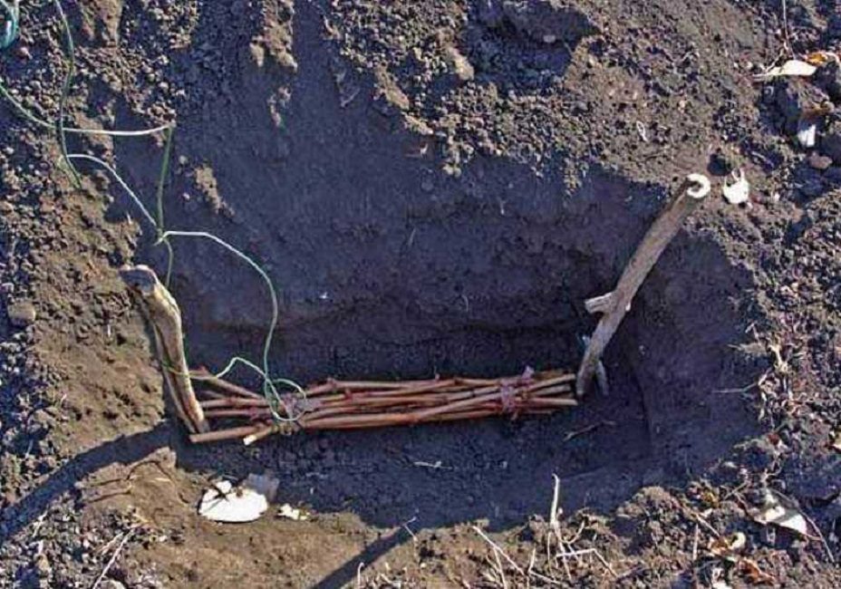 Tranchée pour stocker les boutures