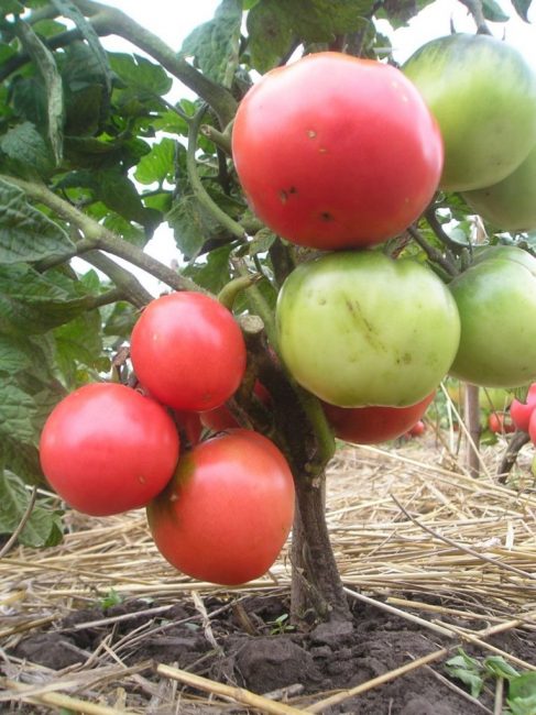 Variété ultra précoce