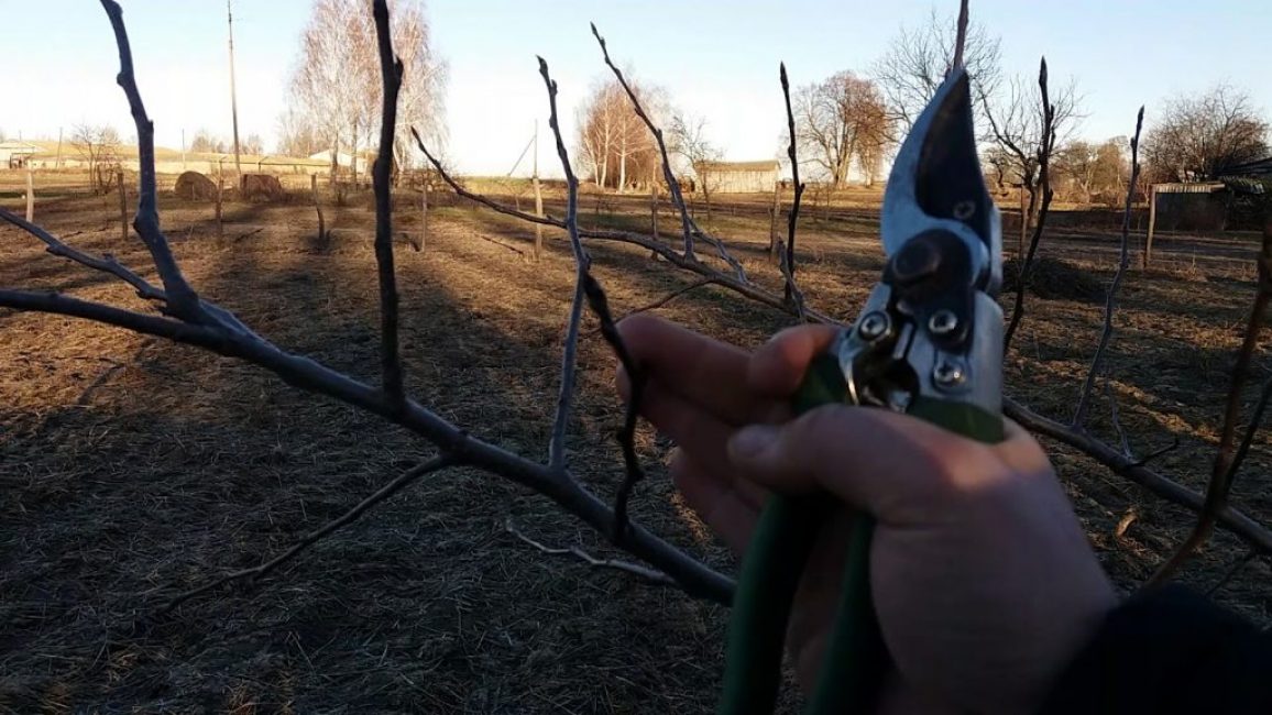 Greffe printanière d'arbres fruitiers