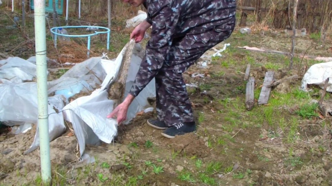 Raisins au printemps - suppression de l'abri