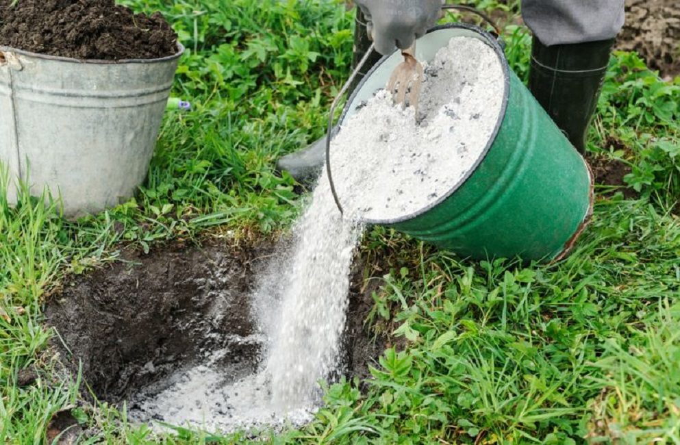 Ajouter de la cendre de bois au trou de plantation