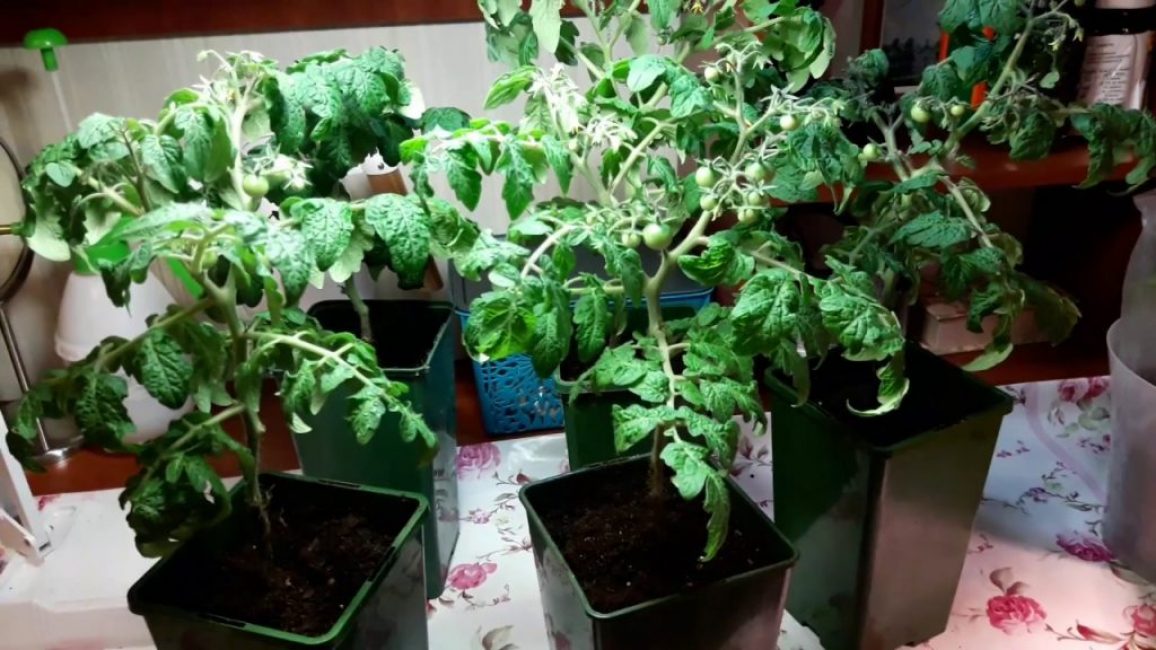 Cultiver des tomates amplifiées