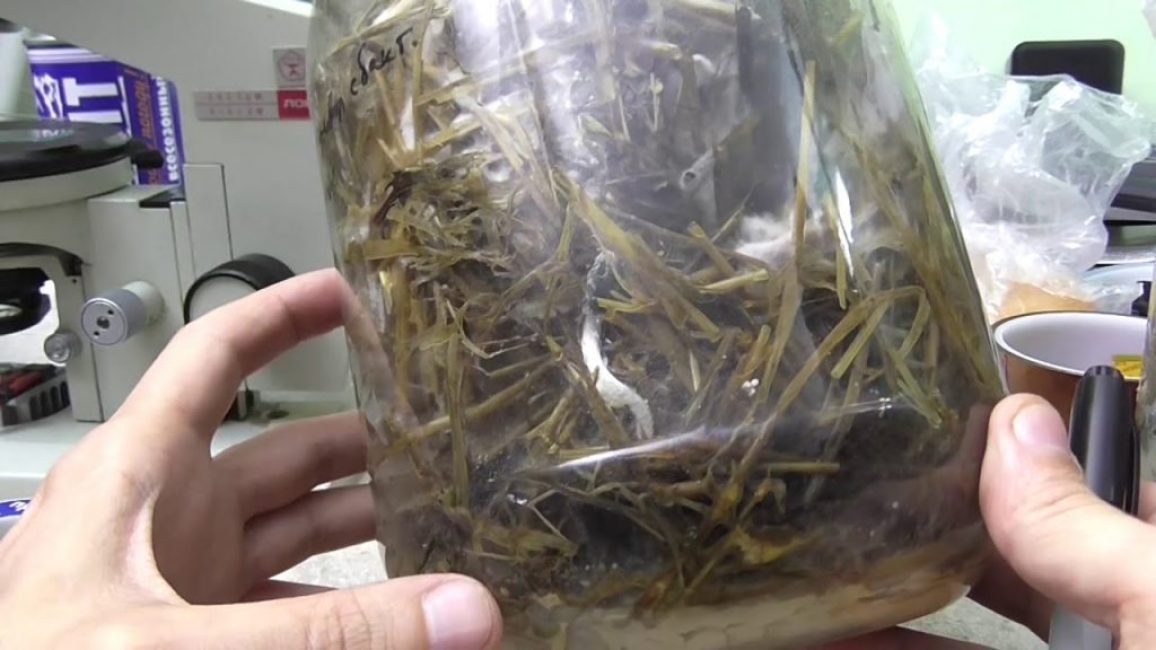 Culture d'une culture de bactéries hay bacterium